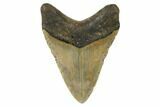 Fossil Megalodon Tooth - North Carolina #188224-2